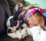 How to prevent Summer Pets disease