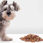 How to prevent nutritional deficiencies in the canine diet