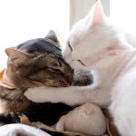 How to protect your cat from domestic dangers