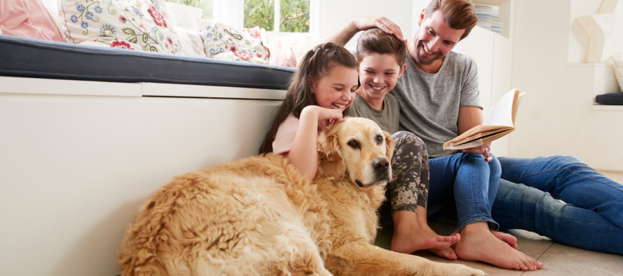 Importance of proteins in dog diet