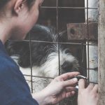 Interview with Anima we bised on animals with various needs