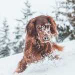 Learn to keep your dog active and healthy in winter