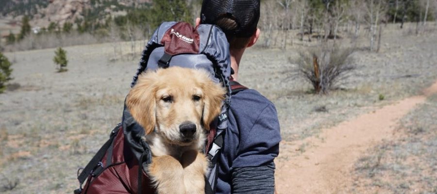 Leave with the quadruped in the mountains
