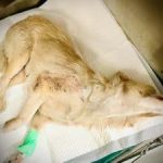 Neurological examination in dog and cat