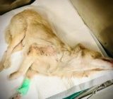 Neurological examination in dog and cat