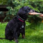 Obesity in dogs and what should be done?