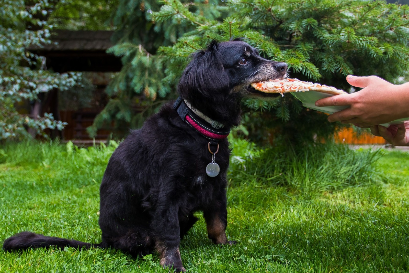 Obesity in dogs and what should be done?