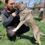 On behavioral problems in dogs
