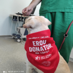 On blood transfusion to pets and their importance