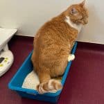 Peritonite infectious feline - from a simple entity, to a fatal disease and a new possibility of life
