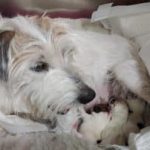 Physiological aspects of the heat period in dogs
