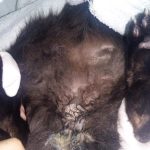 Piometer in dog and cat