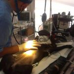 Pre -trial of sterilization in dogs - Company stuff