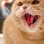 Recognize more easily signs of stress to your pet