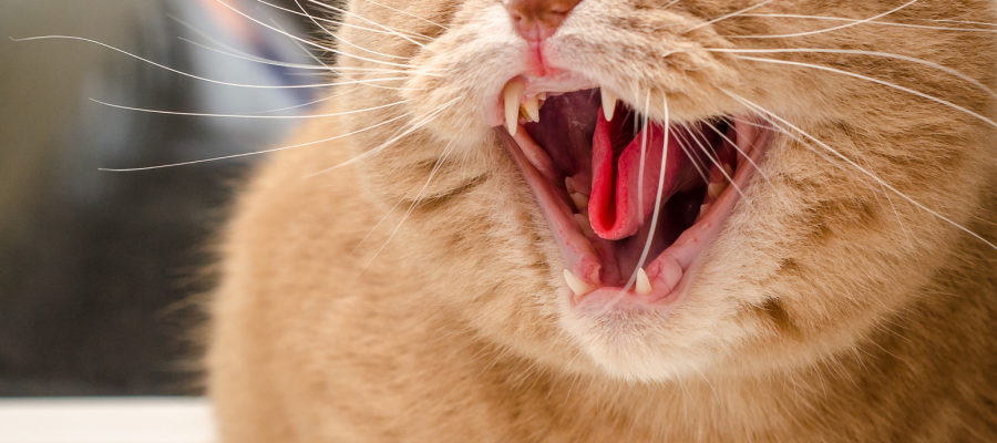 Recognize more easily signs of stress to your pet