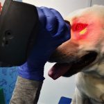 Retinian Athrophy progressive (Pra) - Pets Stuff