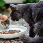 Short guide for the correct feeding of the cat