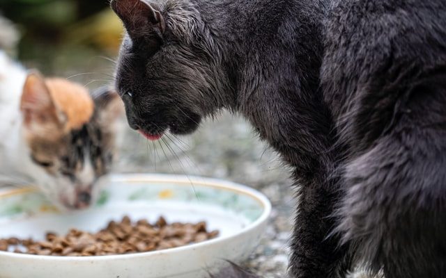 Short guide for the correct feeding of the cat