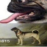 Speaking of brachycephalic races and of what an owner must know about Brachicefalica fur
