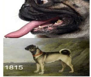 Speaking of brachycephalic races and of what an owner must know about Brachicefalica fur