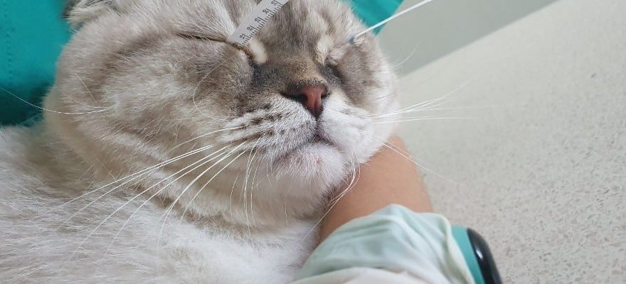 Steps of an ophthalmological examination in pets