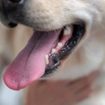 Suggestions for the adequate care of senior dogs