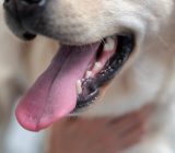 Suggestions for the adequate care of senior dogs