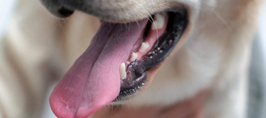 Suggestions for the adequate care of senior dogs