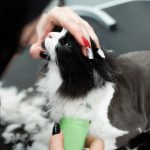 The beauty and care of the cat must start with ...