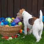 The dog needs to have a happy, balanced and healthy pet