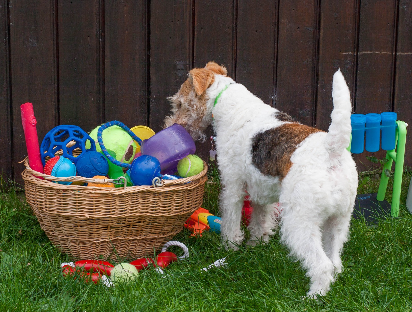 The dog needs to have a happy, balanced and healthy pet
