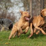 The health of the joints in dogs - more important than you would have thought!