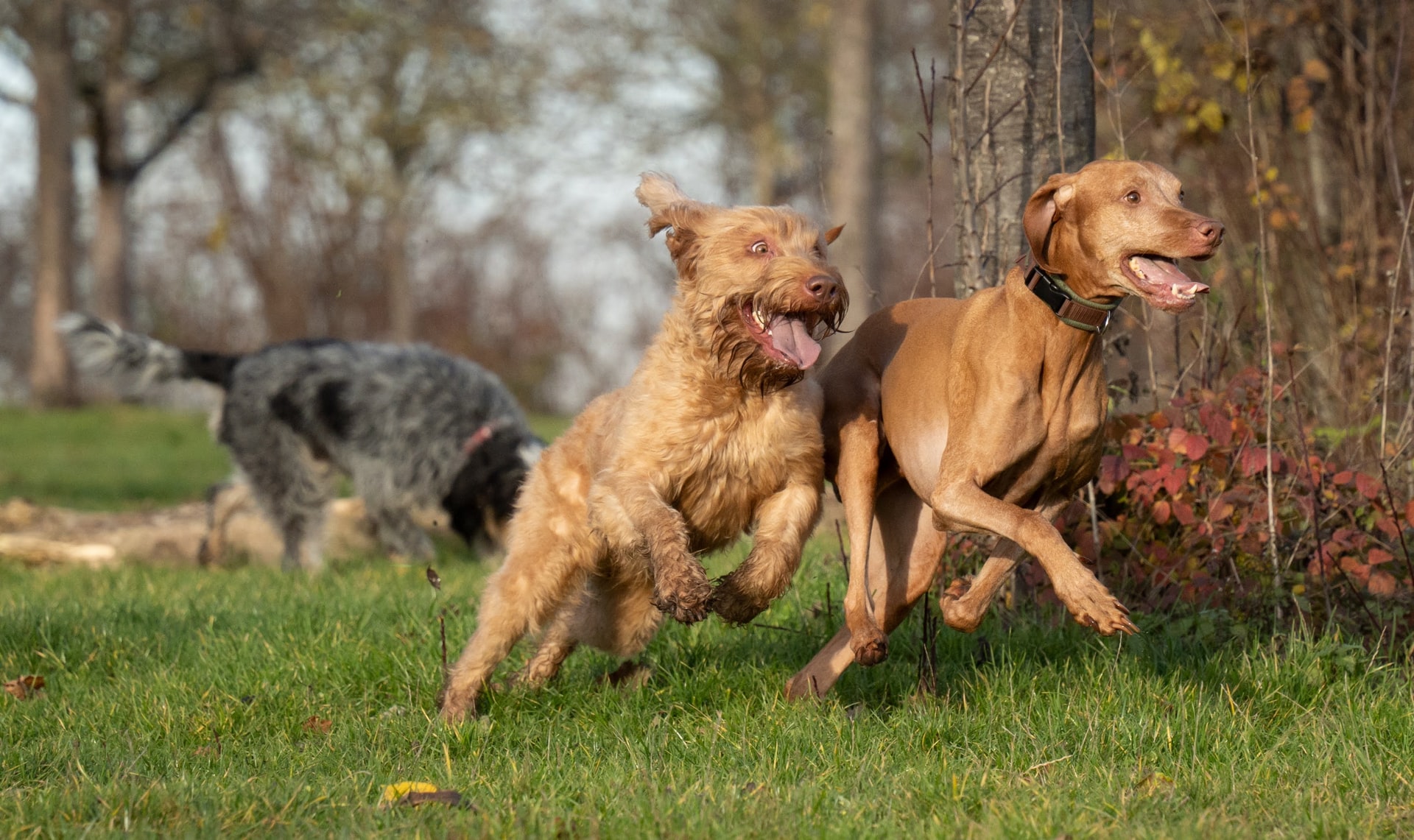 The health of the joints in dogs - more important than you would have thought!