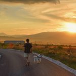 The heat is coming! What we should be careful in the hot season to protect our dogs