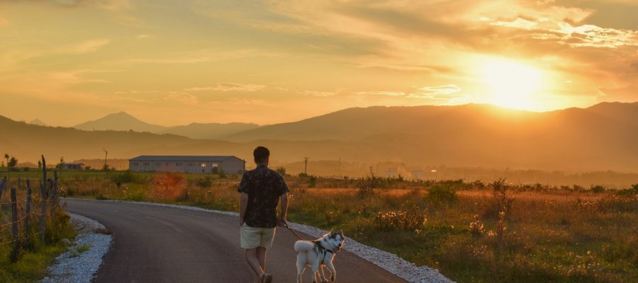 The heat is coming! What we should be careful in the hot season to protect our dogs