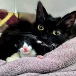The heat period in cats: what you need to know about the breeding cycle.