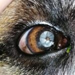 The importance of the ophthalmological examination in pets