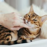 The joy of having a cat