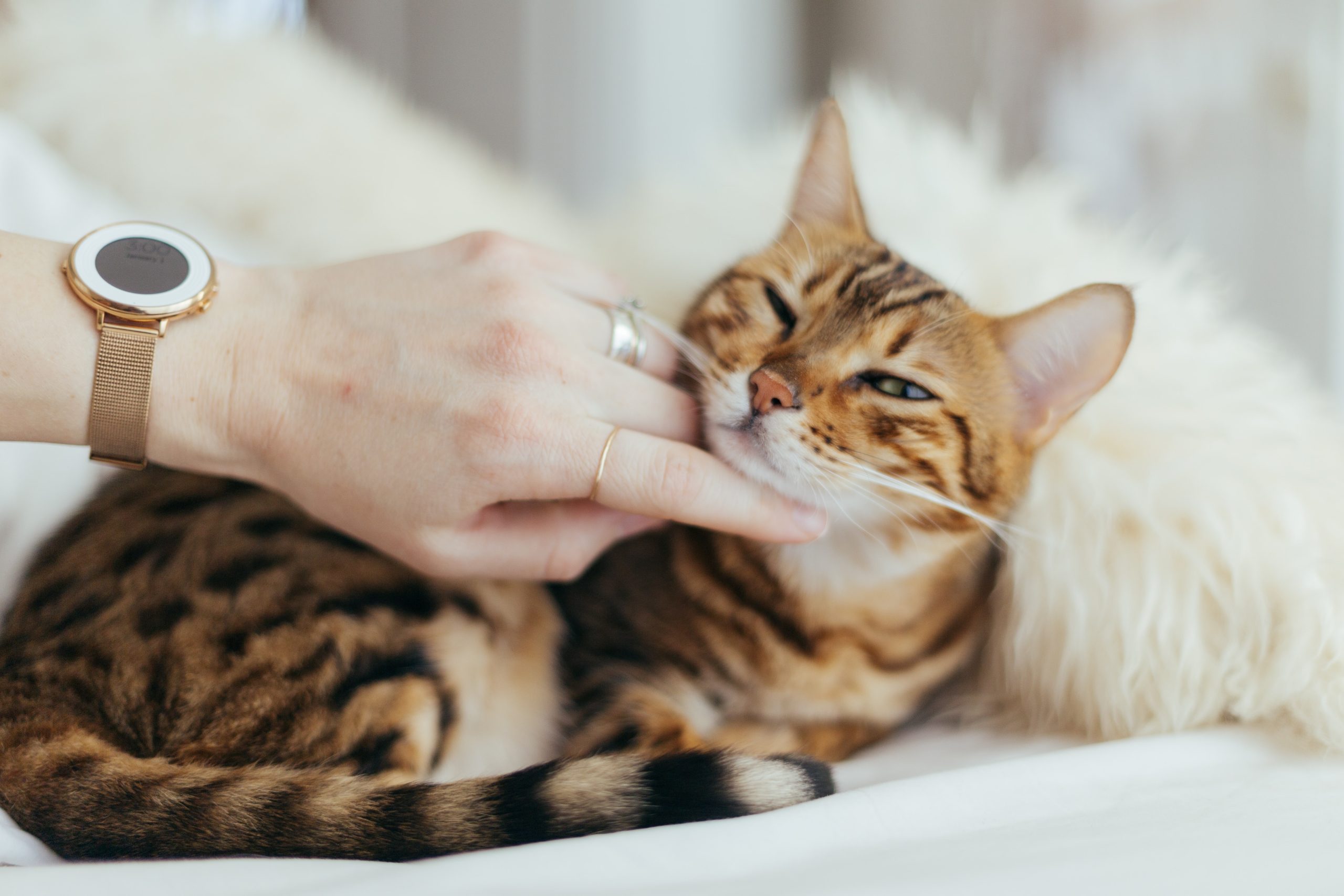 The joy of having a cat