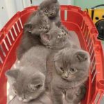 Toxoplasmosis - between myth and truth