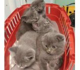 Toxoplasmosis – between myth and truth