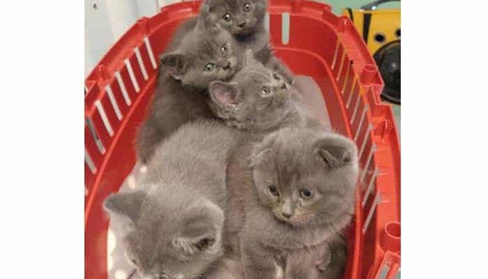 Toxoplasmosis - between myth and truth