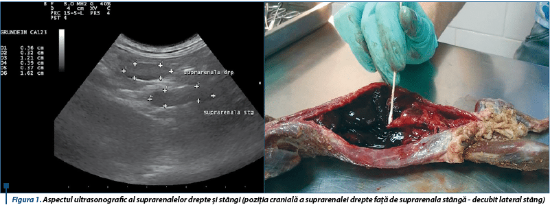 Ultrasonic aspects of the adrenal glands in DiHor