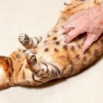 Unknown bond between prebiotics, probiotics and dogs (and cats)
