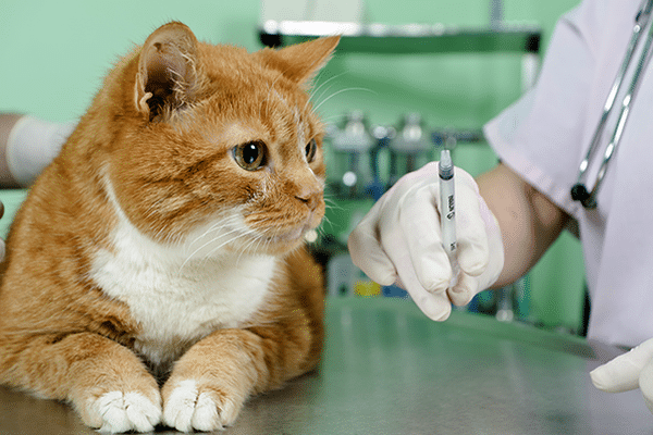 What is important to know about the cat's viral rinotraheita