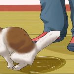 What we need to know about feline uroological syndrome or on the affection of the cat's lower urinary tract