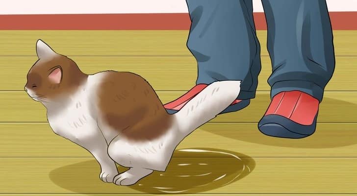 What we need to know about feline uroological syndrome or on the affection of the cat's lower urinary tract