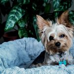 Which breeds of dogs are suitable in the apartment or in the courtyard