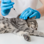Why is it important to prevent parasites in cats?