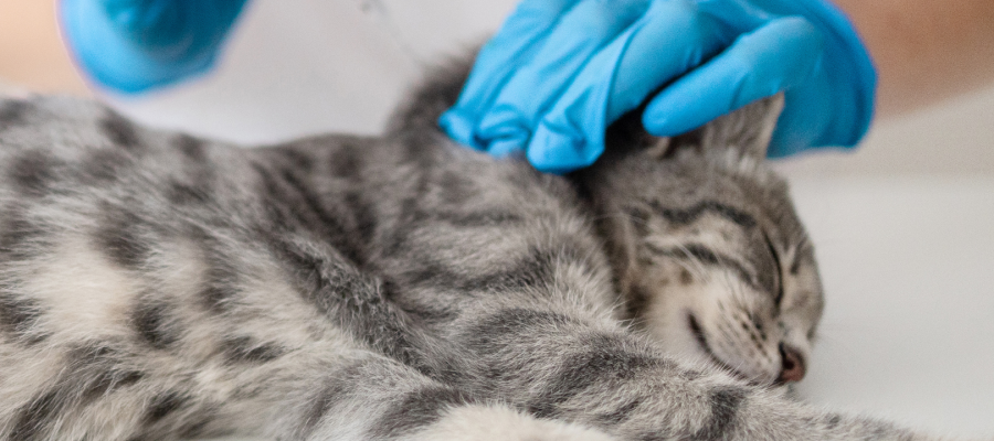 Why is it important to prevent parasites in cats?